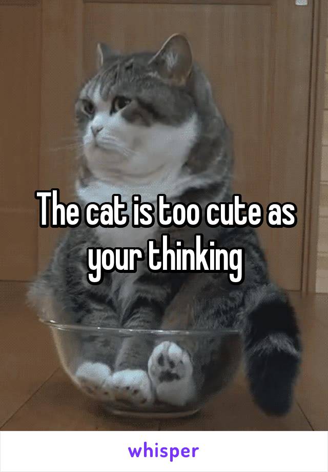 The cat is too cute as your thinking