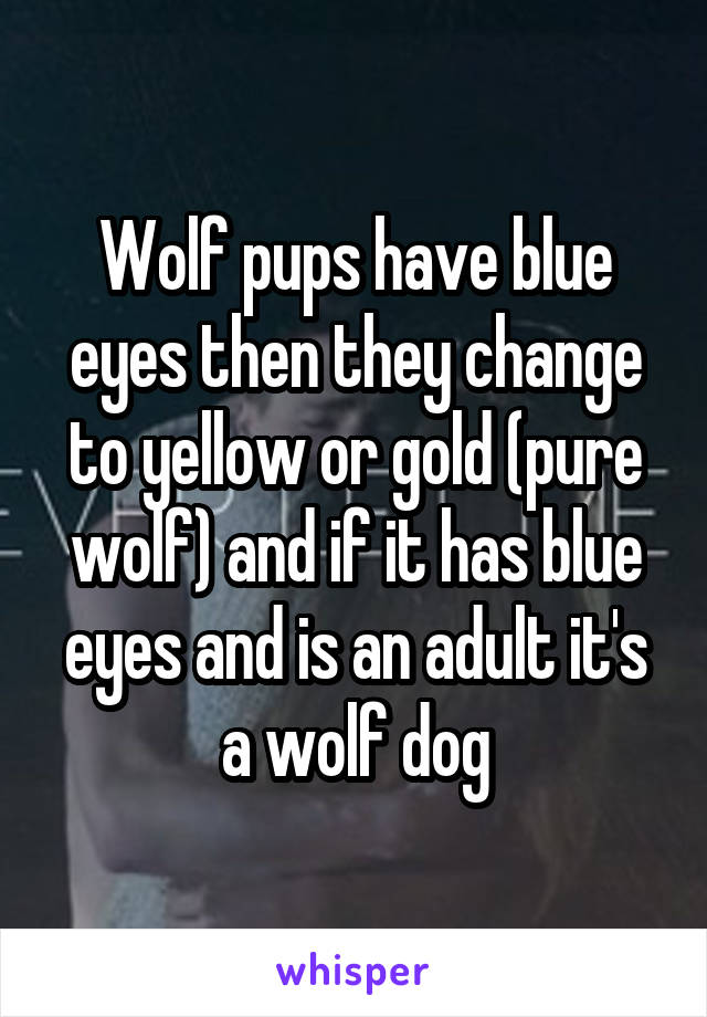 Wolf pups have blue eyes then they change to yellow or gold (pure wolf) and if it has blue eyes and is an adult it's a wolf dog