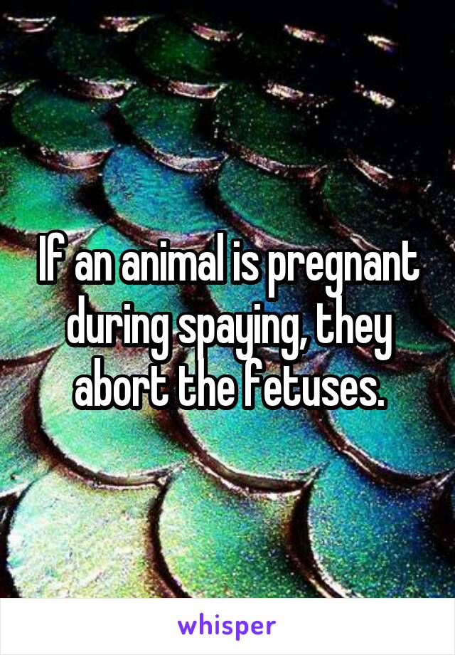 If an animal is pregnant during spaying, they abort the fetuses.