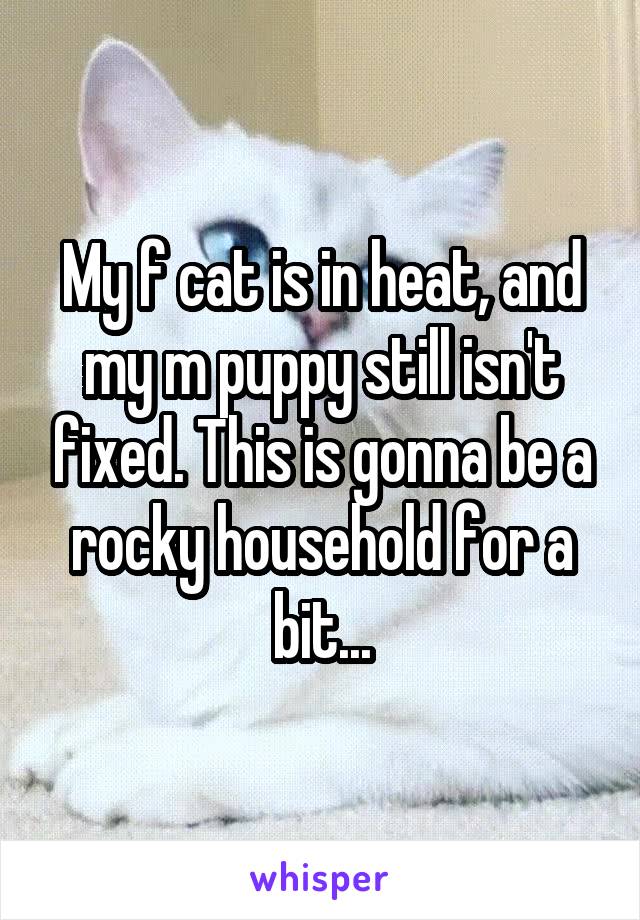 My f cat is in heat, and my m puppy still isn't fixed. This is gonna be a rocky household for a bit...