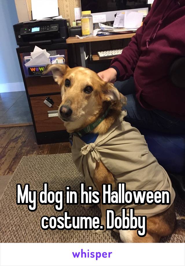





My dog in his Halloween costume. Dobby