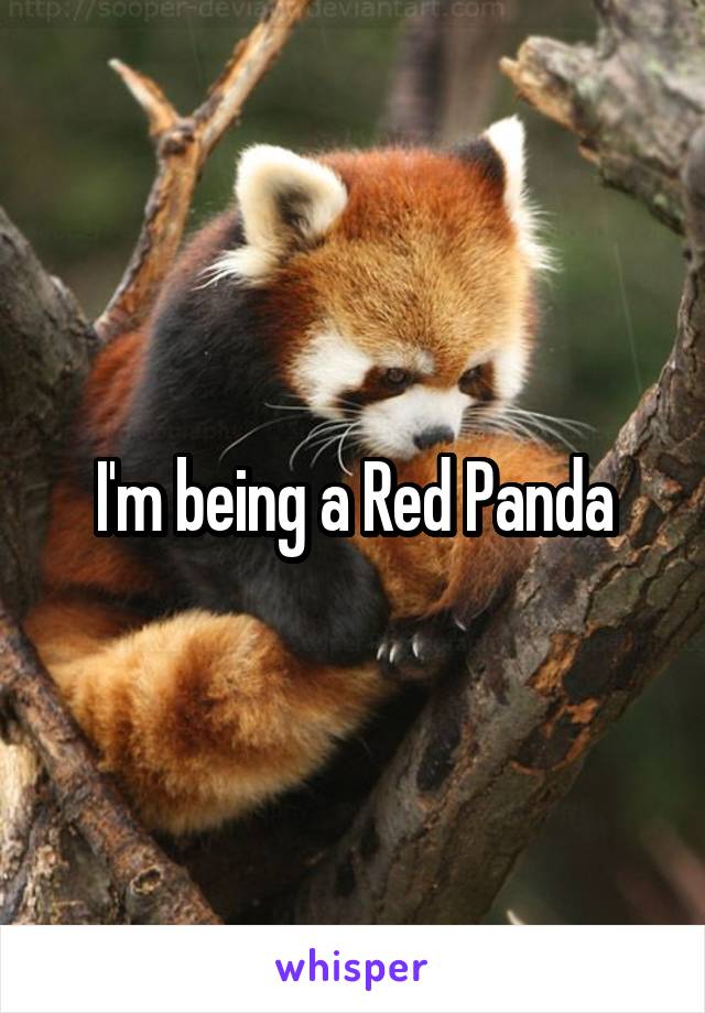 I'm being a Red Panda