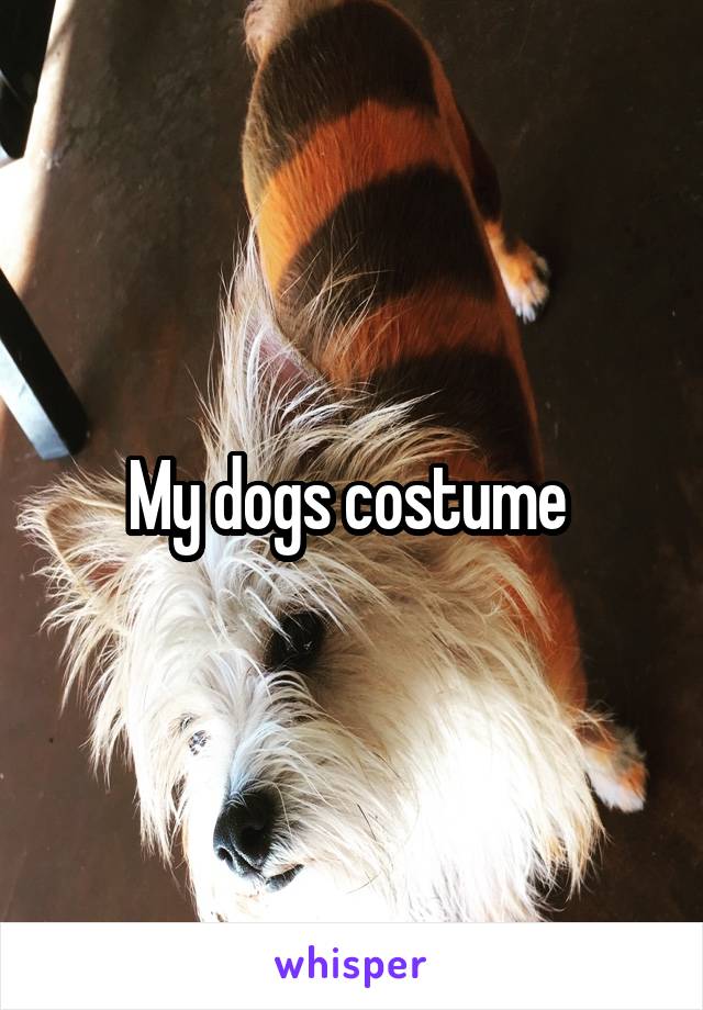 My dogs costume 