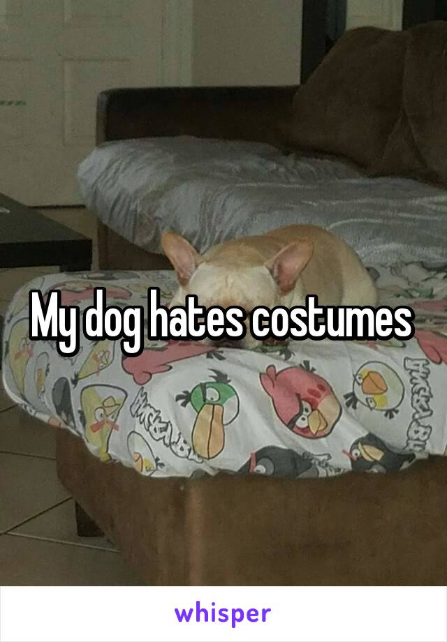 My dog hates costumes 