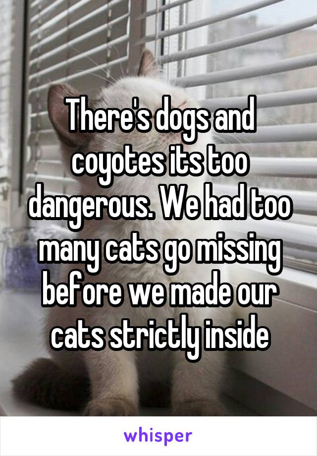 There's dogs and coyotes its too dangerous. We had too many cats go missing before we made our cats strictly inside