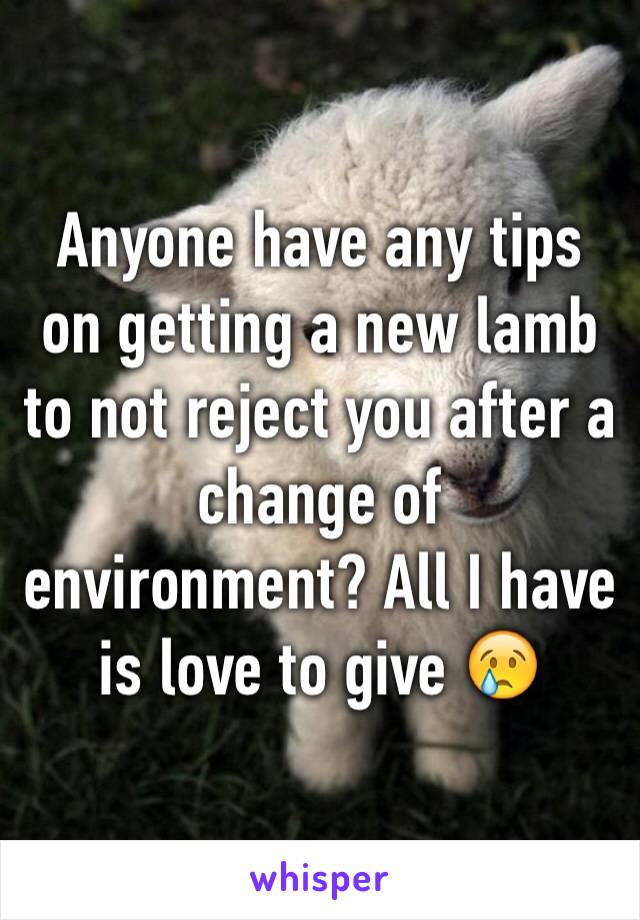 Anyone have any tips on getting a new lamb to not reject you after a change of environment? All I have is love to give 😢