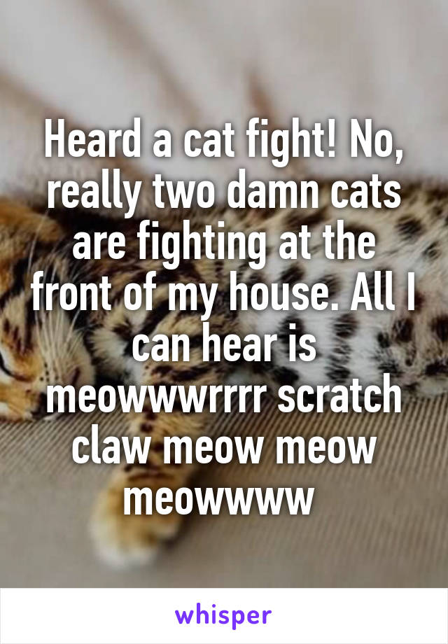 Heard a cat fight! No, really two damn cats are fighting at the front of my house. All I can hear is meowwwrrrr scratch claw meow meow meowwww 