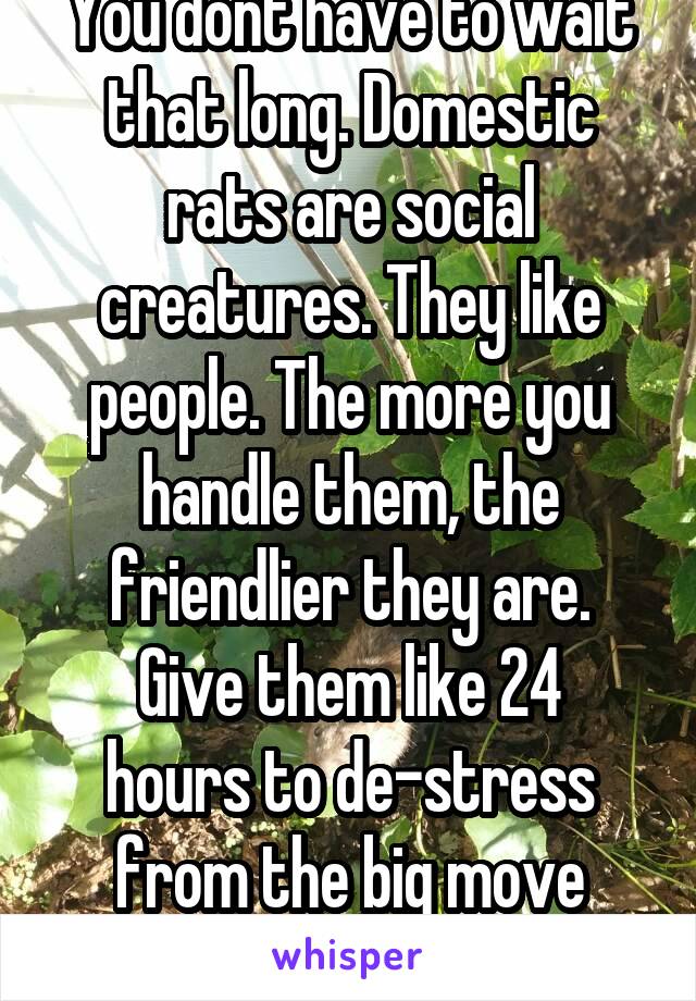 You dont have to wait that long. Domestic rats are social creatures. They like people. The more you handle them, the friendlier they are.
Give them like 24 hours to de-stress from the big move though.