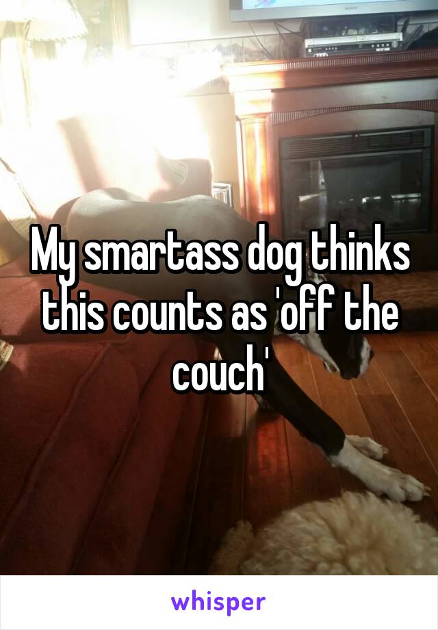 My smartass dog thinks this counts as 'off the couch'
