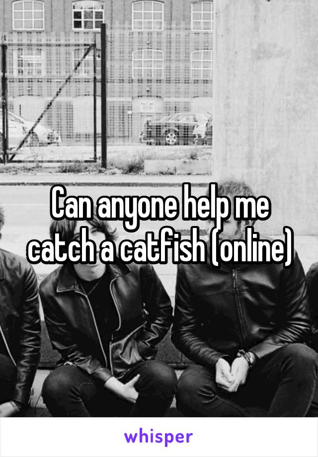 Can anyone help me catch a catfish (online)