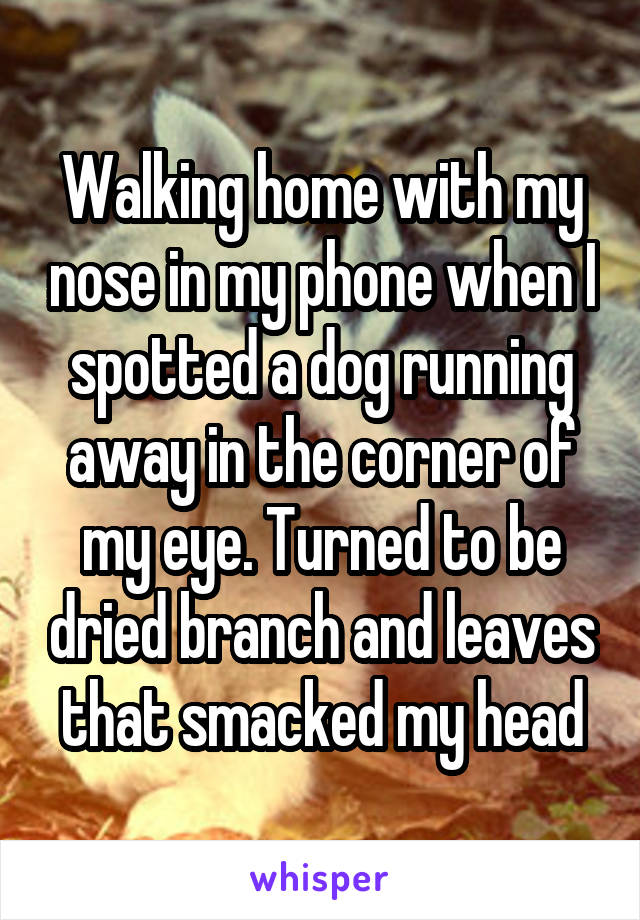 Walking home with my nose in my phone when I spotted a dog running away in the corner of my eye. Turned to be dried branch and leaves that smacked my head