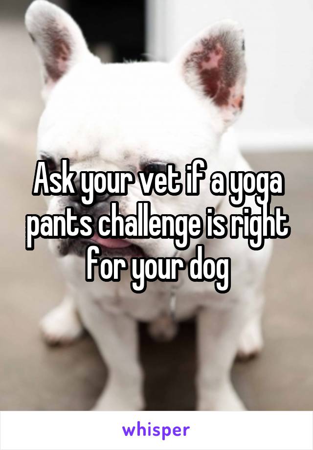 Ask your vet if a yoga pants challenge is right for your dog