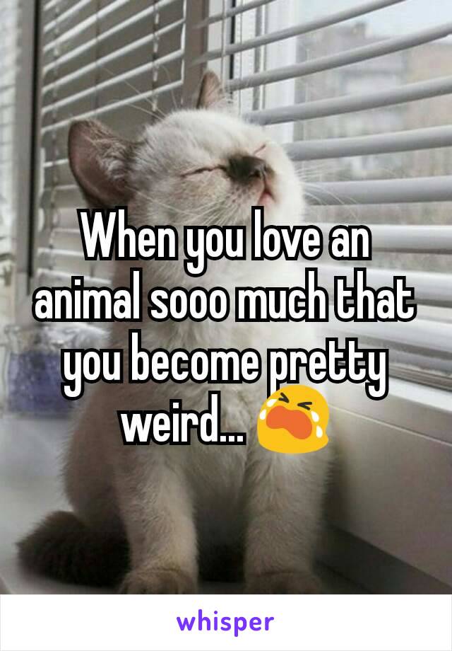 When you love an animal sooo much that you become pretty weird... 😭