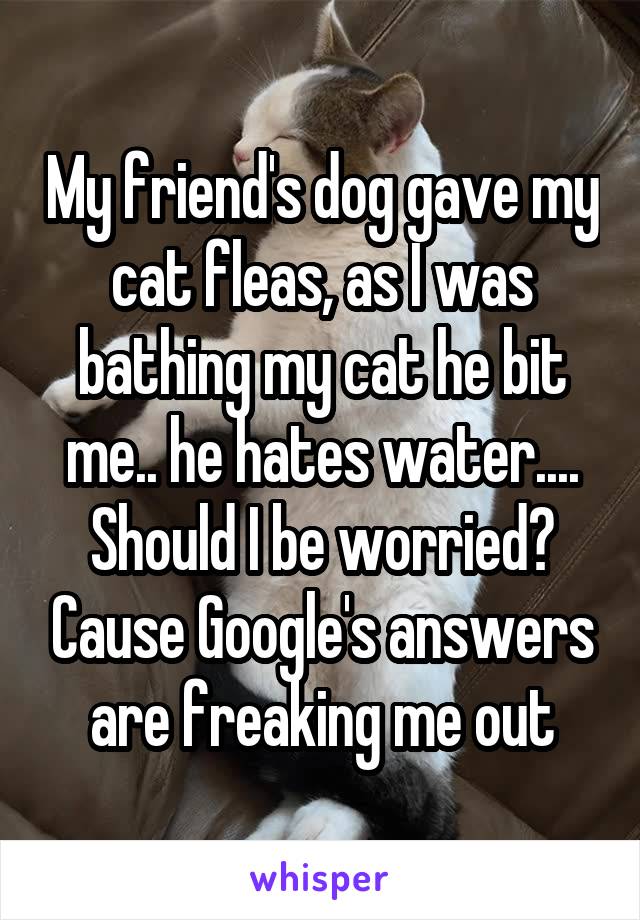 My friend's dog gave my cat fleas, as I was bathing my cat he bit me.. he hates water....
Should I be worried? Cause Google's answers are freaking me out