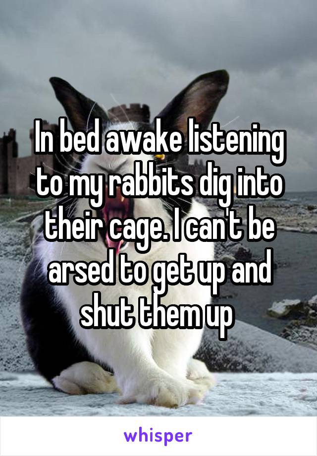 In bed awake listening to my rabbits dig into their cage. I can't be arsed to get up and shut them up 