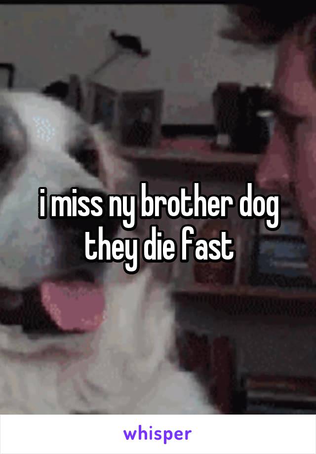 i miss ny brother dog they die fast