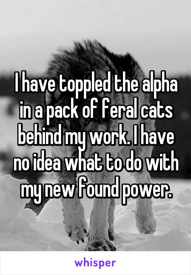 I have toppled the alpha in a pack of feral cats behind my work. I have no idea what to do with my new found power.