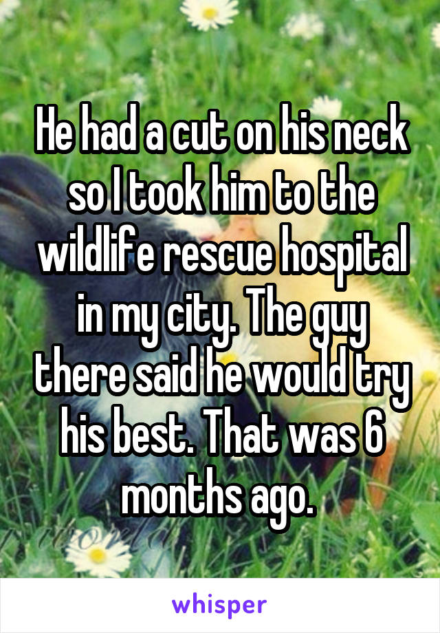 He had a cut on his neck so I took him to the wildlife rescue hospital in my city. The guy there said he would try his best. That was 6 months ago. 