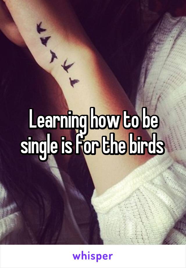 Learning how to be single is for the birds 