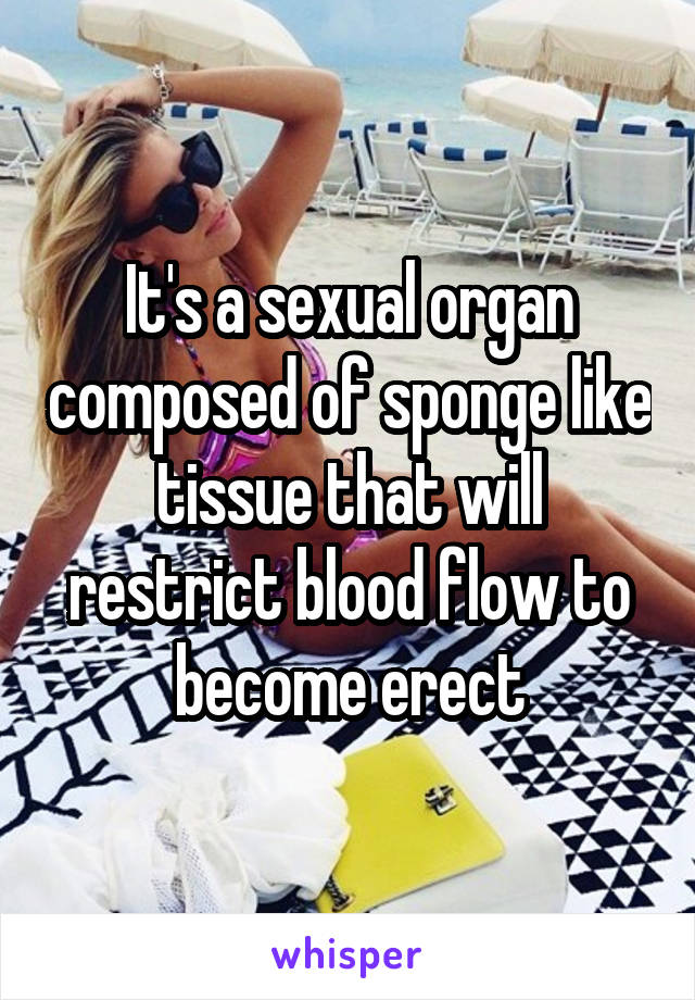 It's a sexual organ composed of sponge like tissue that will restrict blood flow to become erect