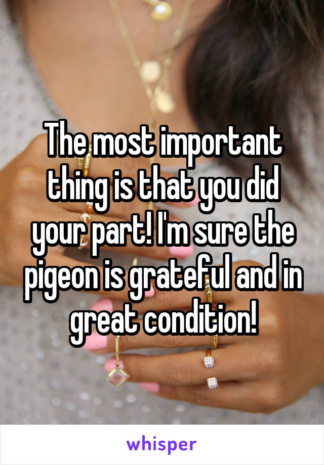 The most important thing is that you did your part! I'm sure the pigeon is grateful and in great condition!