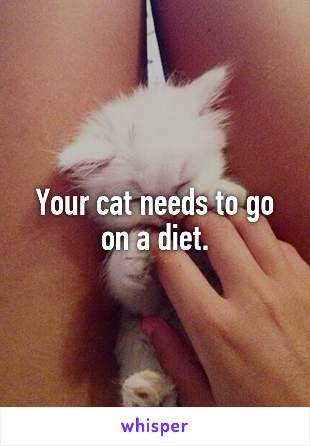 Your cat needs to go on a diet.