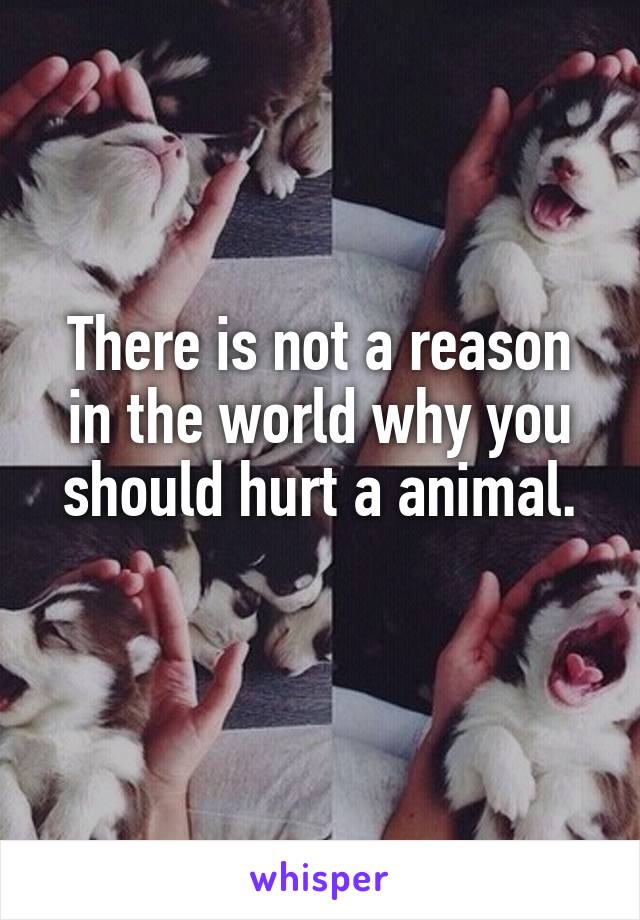 There is not a reason in the world why you should hurt a animal.
