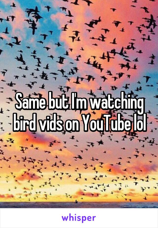 Same but I'm watching bird vids on YouTube lol