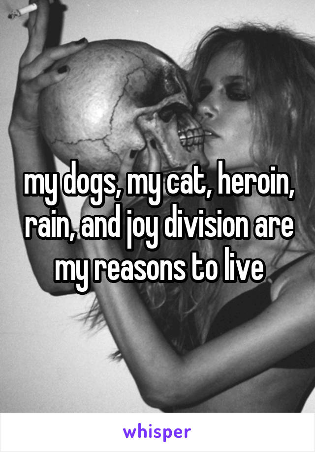 my dogs, my cat, heroin, rain, and joy division are my reasons to live