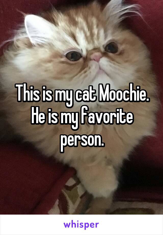 This is my cat Moochie. He is my favorite person.