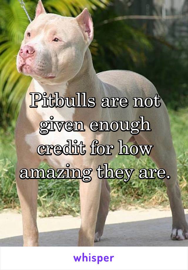 Pitbulls are not given enough credit for how amazing they are.