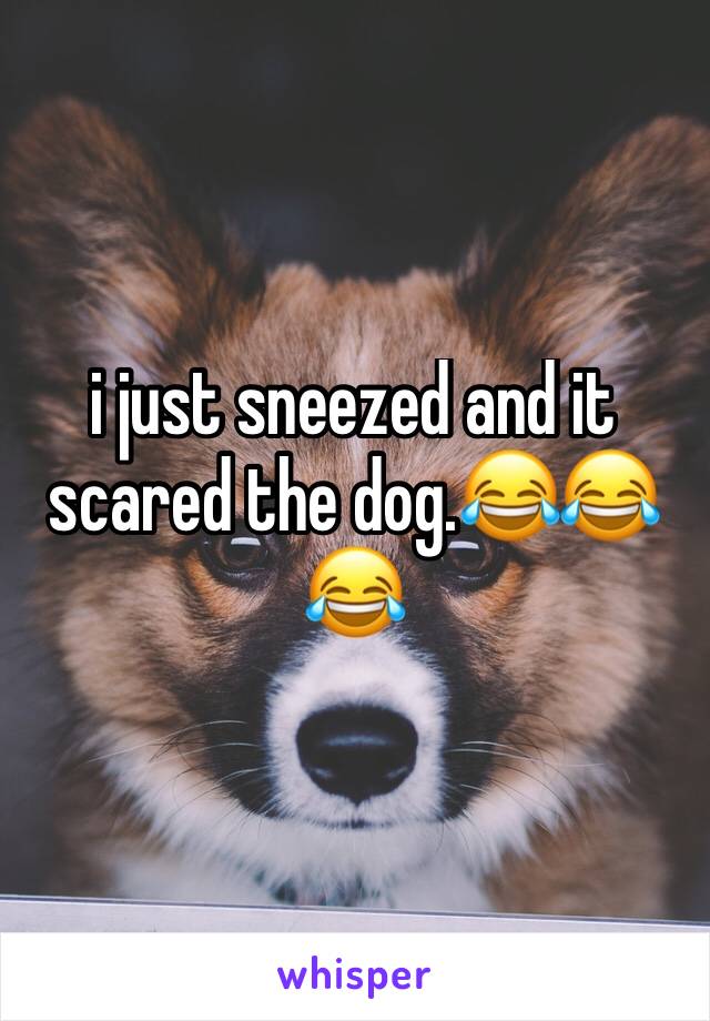 i just sneezed and it scared the dog.😂😂😂