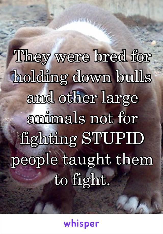 They were bred for holding down bulls and other large animals not for fighting STUPID people taught them to fight.