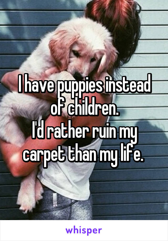 I have puppies instead of children.
I'd rather ruin my carpet than my life. 