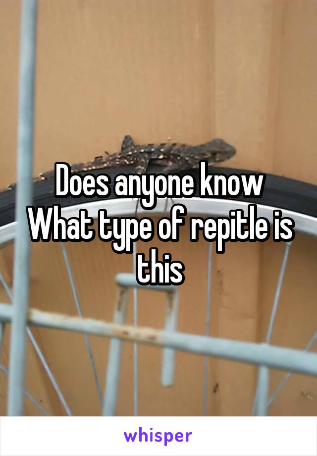 Does anyone know What type of repitle is this