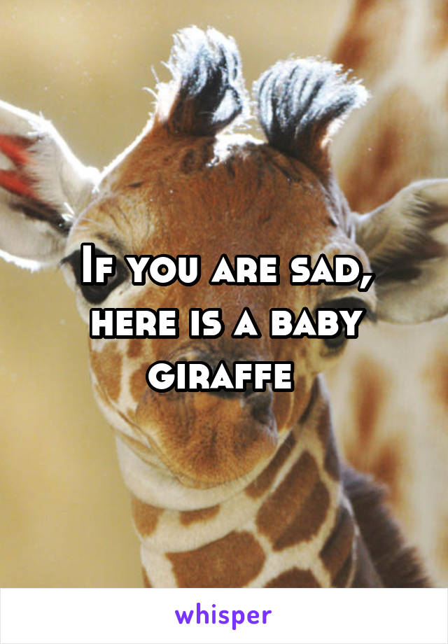 If you are sad, here is a baby giraffe 