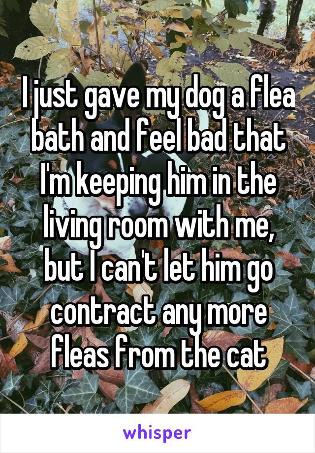 I just gave my dog a flea bath and feel bad that I'm keeping him in the living room with me, but I can't let him go contract any more fleas from the cat
