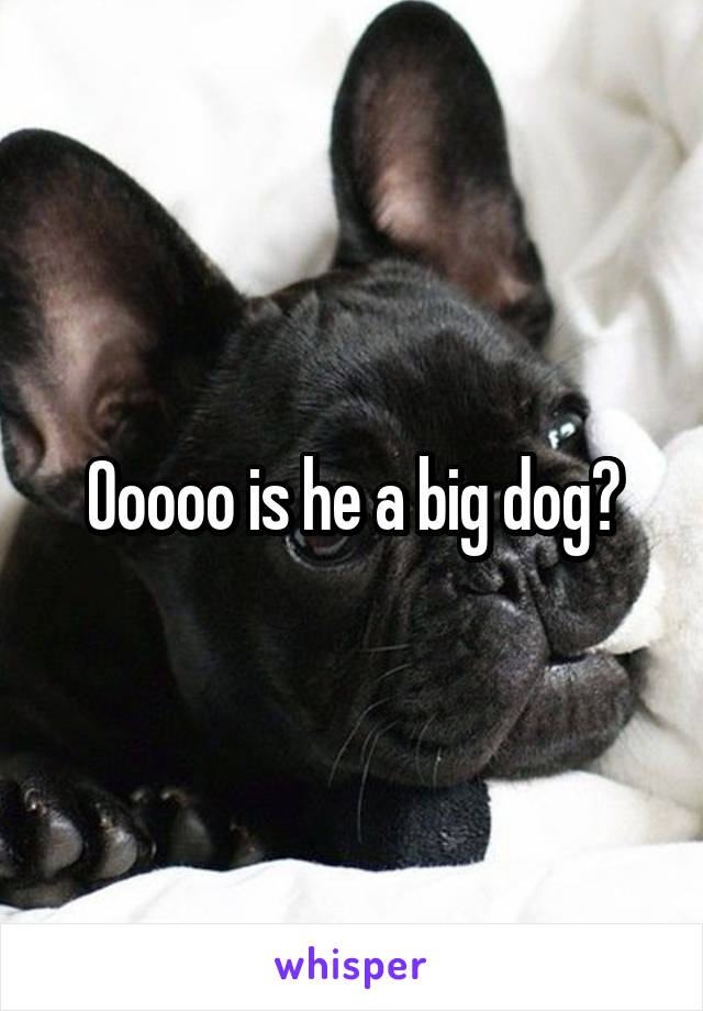 Ooooo is he a big dog?