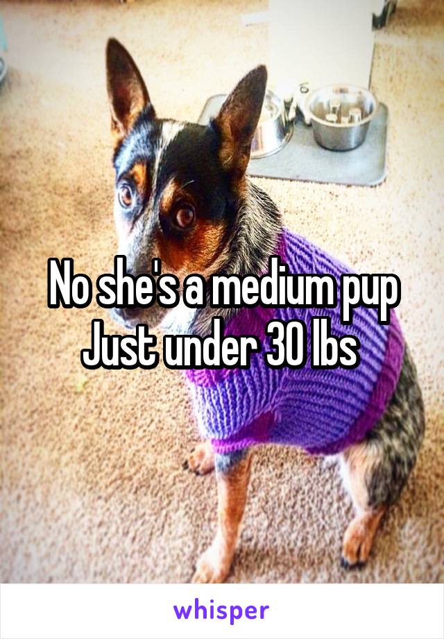 No she's a medium pup
Just under 30 lbs 
