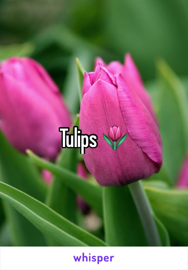 Tulips 🌷 