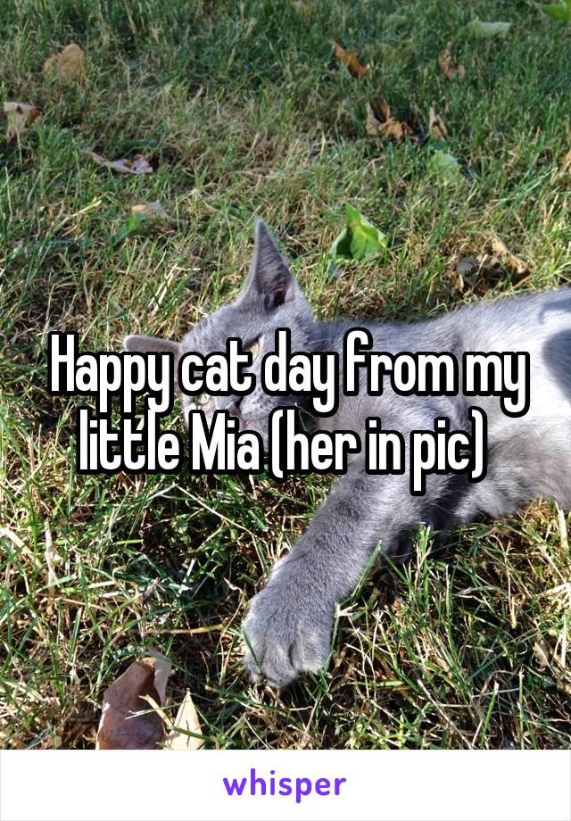 Happy cat day from my little Mia (her in pic) 