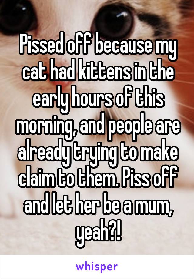 Pissed off because my cat had kittens in the early hours of this morning, and people are already trying to make claim to them. Piss off and let her be a mum, yeah?!