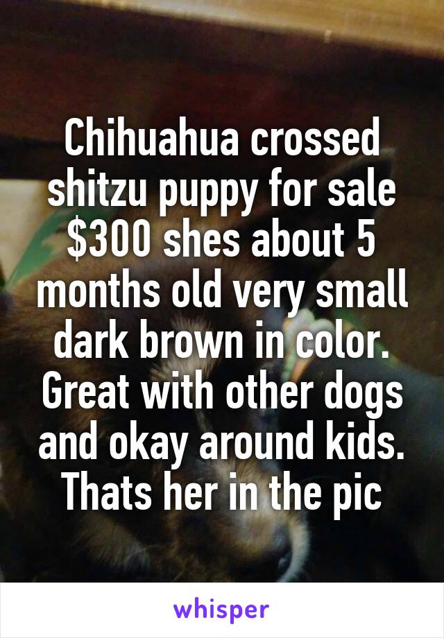 Chihuahua crossed shitzu puppy for sale $300 shes about 5 months old very small dark brown in color. Great with other dogs and okay around kids. Thats her in the pic