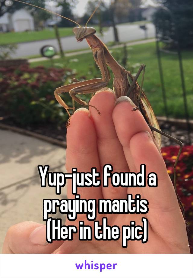 




Yup-just found a praying mantis 
(Her in the pic)