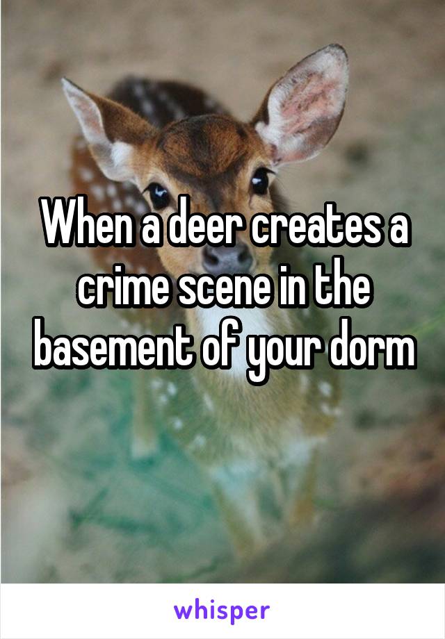 When a deer creates a crime scene in the basement of your dorm 