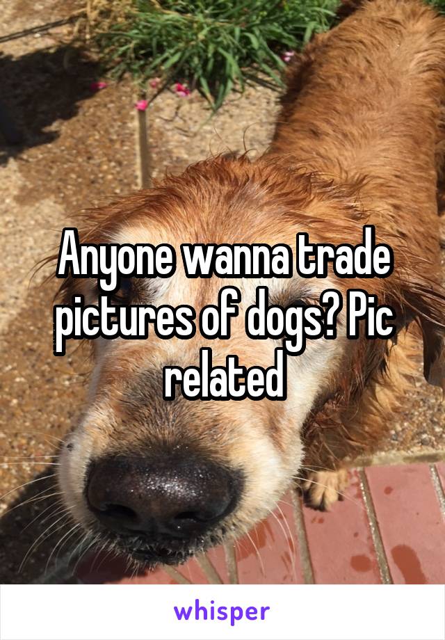 Anyone wanna trade pictures of dogs? Pic related