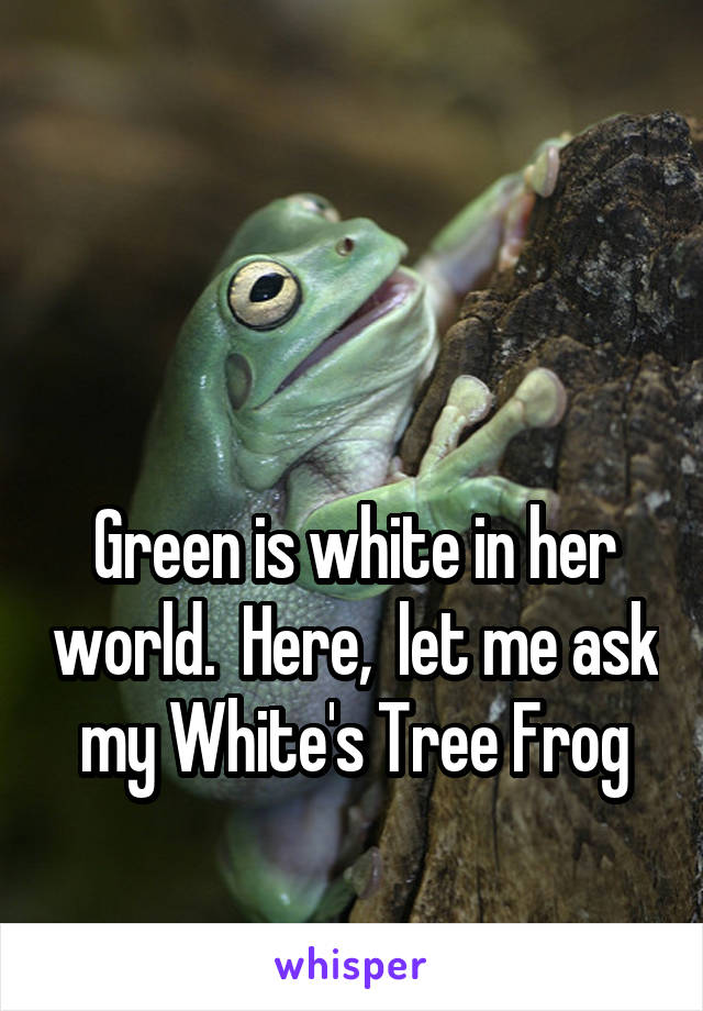 


Green is white in her world.  Here,  let me ask my White's Tree Frog
