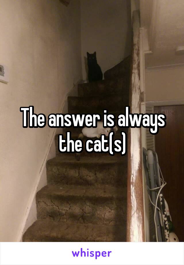 The answer is always the cat(s)