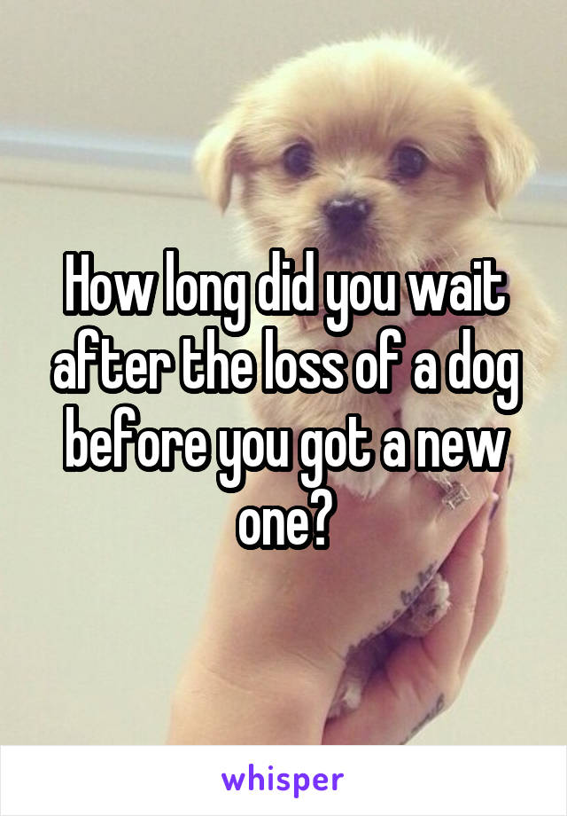 How long did you wait after the loss of a dog before you got a new one?