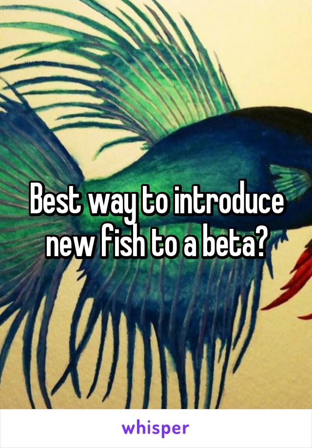 Best way to introduce new fish to a beta?